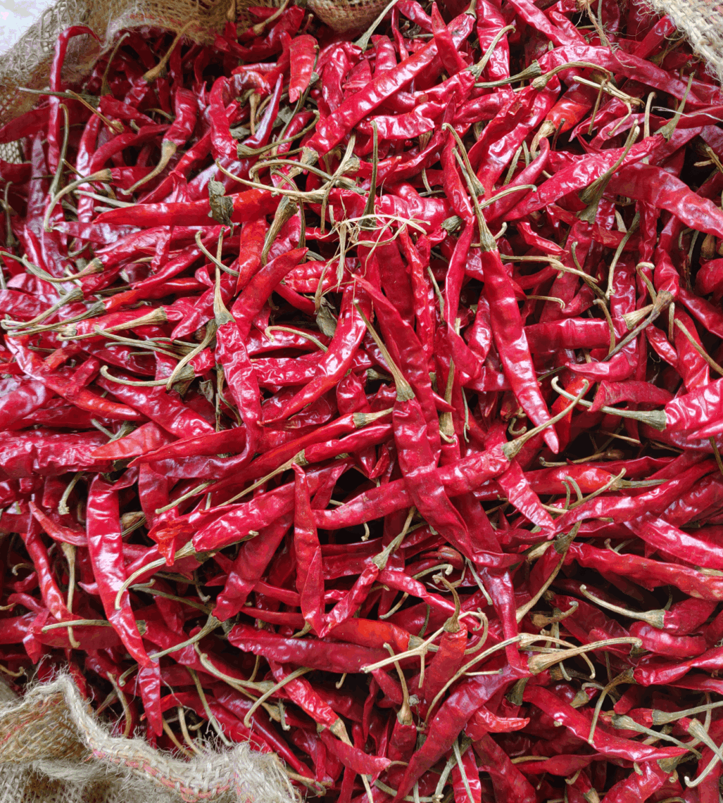 Teja Chilli